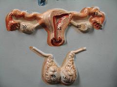 Endocrine benign tumors