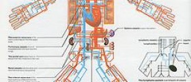 Endocrine circulatory system