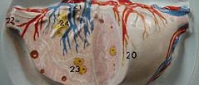 Endocrine system function