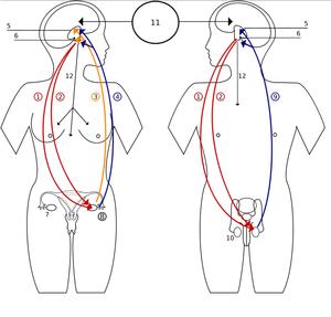 Endocrine system functions and diseases