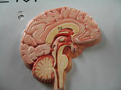 Endocrine system glands