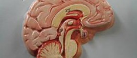 Endocrine system glands