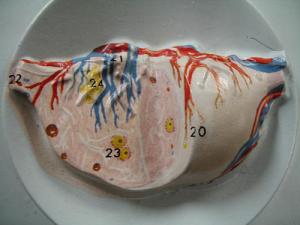 Endocrine system organs