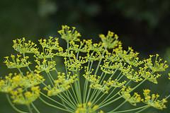 Epilepsy natural treatment