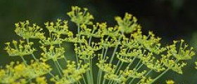 Epilepsy natural treatment