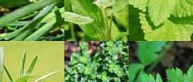 Erectile dysfunction and herbal treatment