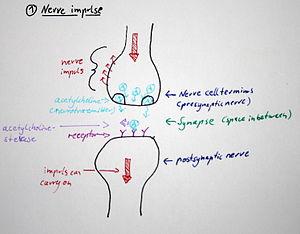 Erectile dysfunction due to nerve damage