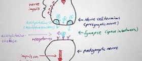 Erectile dysfunction due to nerve damage