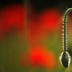 Erectile dysfunction information