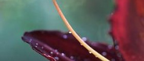 Erectile dysfunction prevention