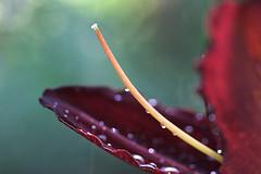 Erectile dysfunction risk factors
