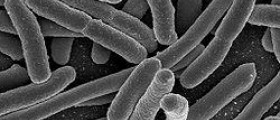 Escherichia coli - UTI in children