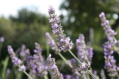 Essential oils for acne