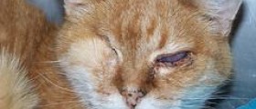Eye infections in cats