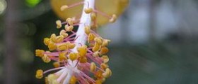 Facts about pollen and mold counts