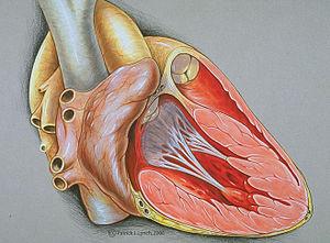 Fetal monitoring types: Heart rate monitoring