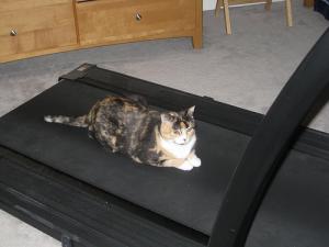 Fold away treadmills
