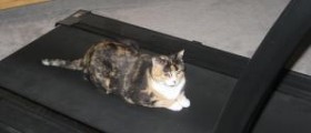 Fold away treadmills