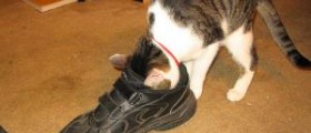 Foot odor remedies
