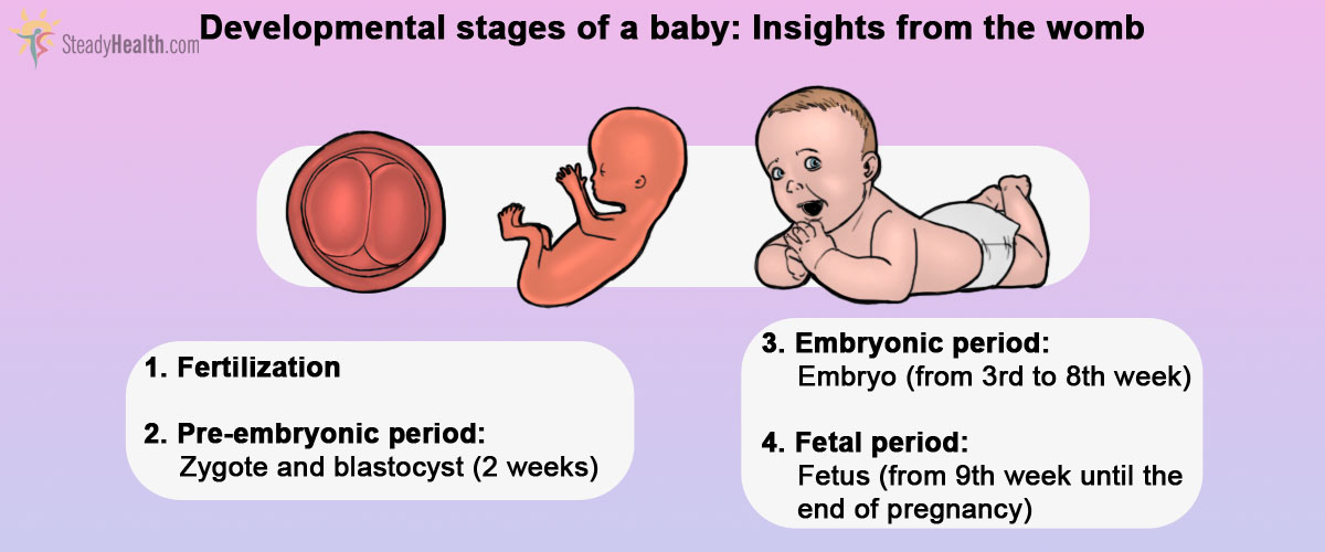 From Embryo To Baby: Human Development | Pregnancy ...