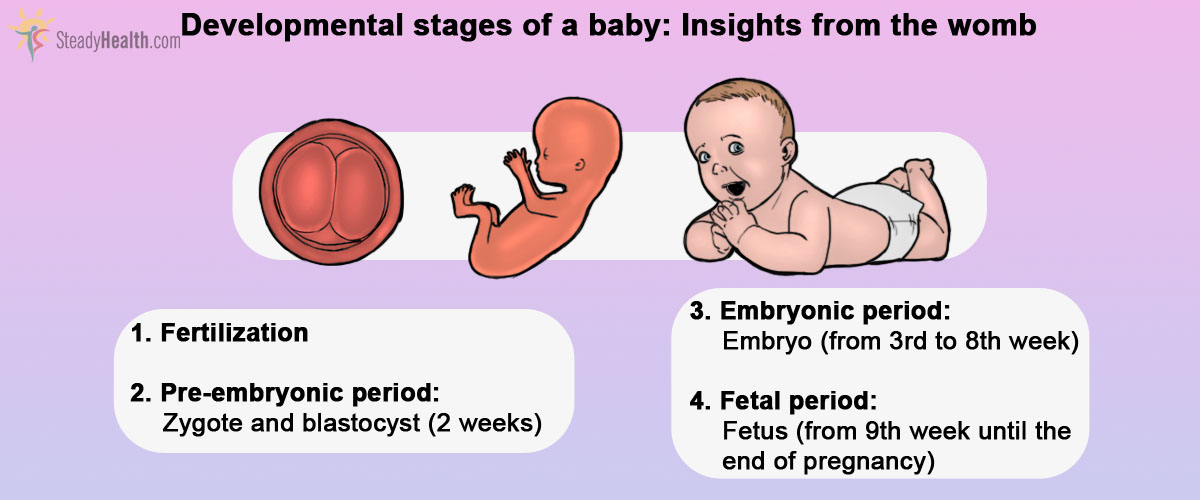 From Embryo To Baby: Human Development | Pregnancy articles | Family