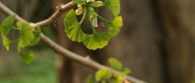Ginkgo biloba for memory problems