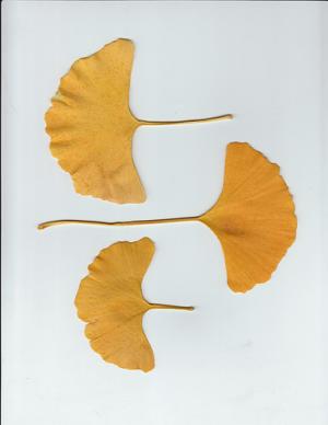 Ginkgo biloba tea