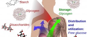 What You Didn't Know About Carbs Metabolism, Insulin And Diabetes