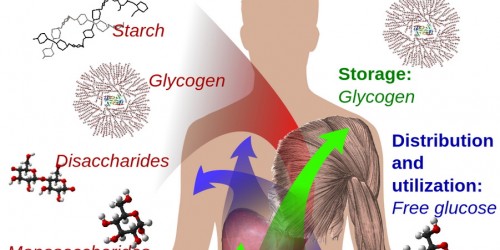 What You Didn't Know About Carbs Metabolism, Insulin And Diabetes