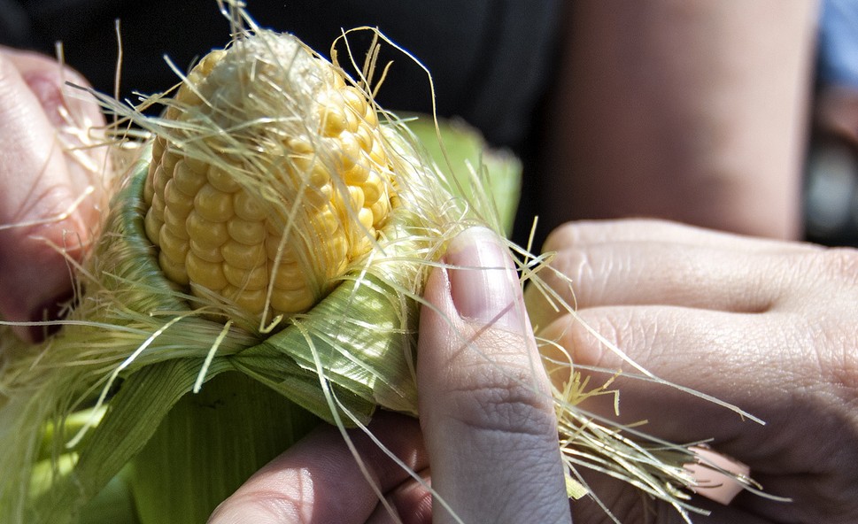 Modified Organisms Are They Dangerous? Healthy Living