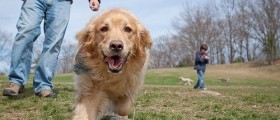 Ten Common Misconceptions About Canine Health