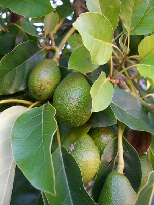 Health benefits of avocado