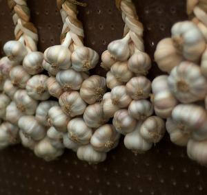 Health benefits of garlic supplements