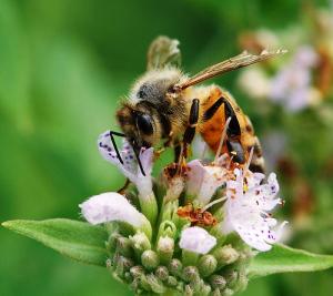Health benefits of honey and cinnamon