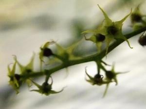 Health benefits of jiaogulan