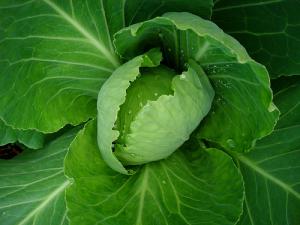 Health benefits of kale cabbage