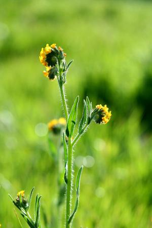 Health benefits of mustard plant