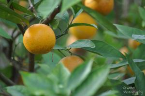 Health benefits of oranges