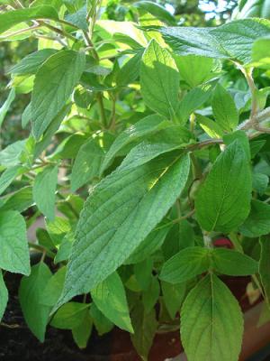 Health benefits of peppermint