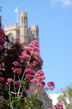 Health benefits of valerian