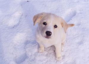 Healthy dog food brands