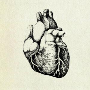Healthy human heart
