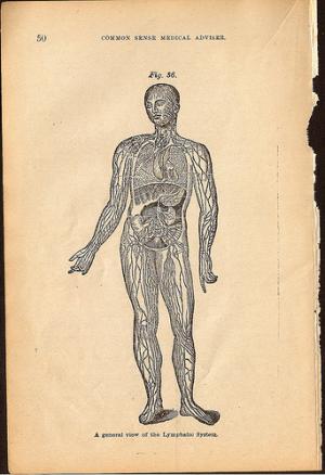 Healthy lymphatic system