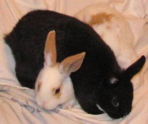 Healthy pets insurance review