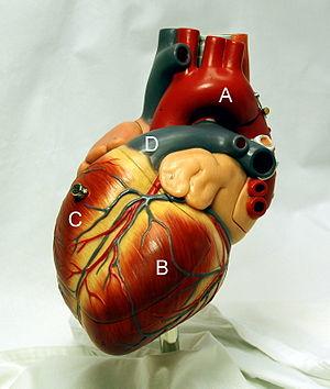 expectancy transplant heart steadyhealth