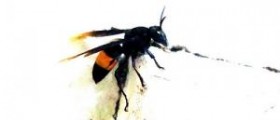 Home remedy for wasp sting