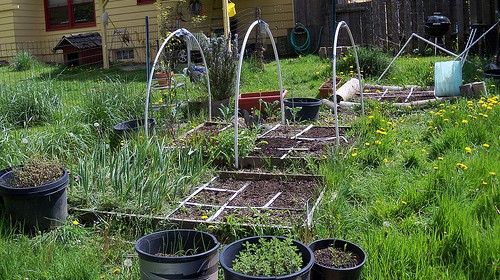 homegrown-herbs.jpg