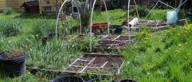 Ten Healthy Herbs To Grow At Home