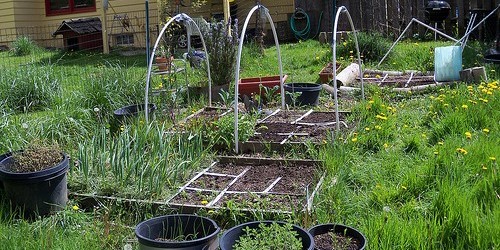 Ten Healthy Herbs To Grow At Home