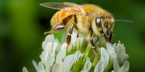 The Surprising Healing Powers Of Manuka Honey